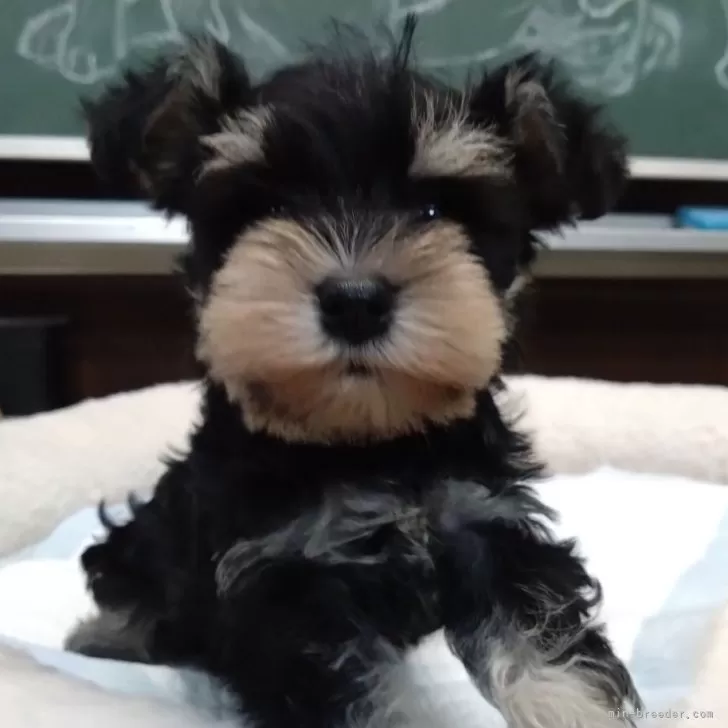 ID:2402-05420の子犬