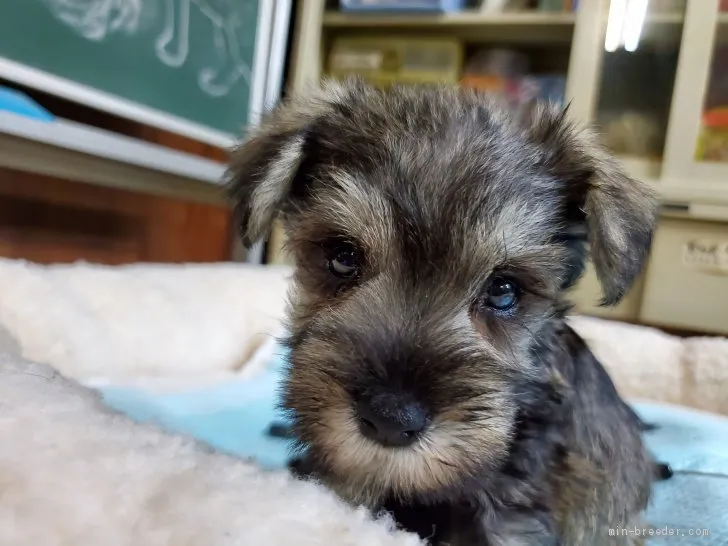 ID：1910-01394の子犬