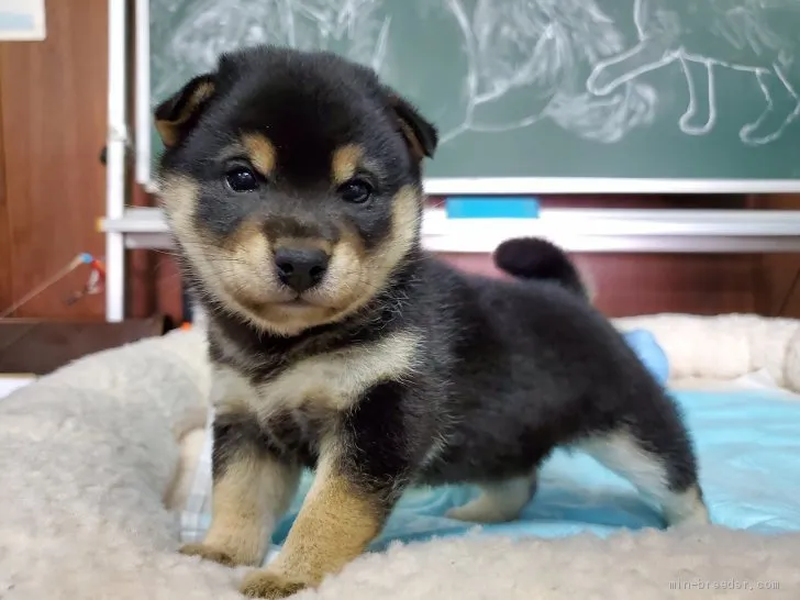 ID:2003-02179の子犬