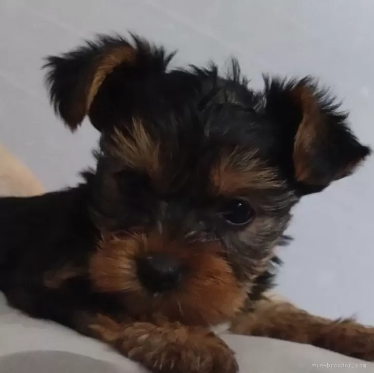 ID：2404-01937の子犬