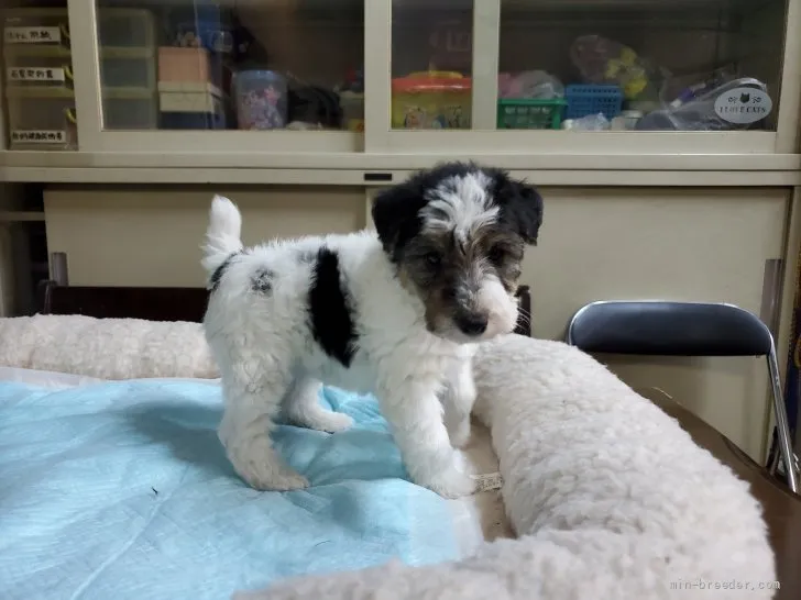 ID：2112-00893の子犬