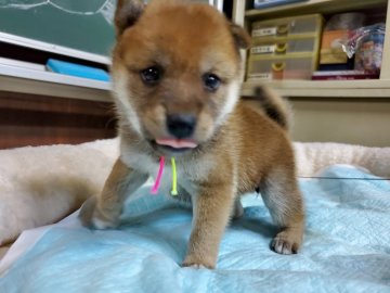 柴犬(豆柴)【愛知県・女の子・2019年9月2日・赤】の写真「人懐こい甘えん坊です。」