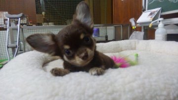 チワワ(ロング)【愛知県・男の子・2018年7月5日・チョコレート&クリーム】の写真「やんちゃですが陽気でとても甘えん坊です。」