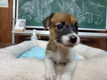 ジャックラッセルテリア【愛知県・女の子・2019年7月11日・タン&ホワイト】の写真「陽気な人懐こい甘えん坊なお転婆さん、ブロークンです」