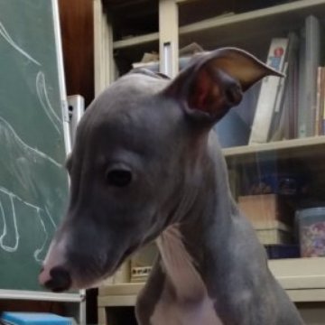 イタリアングレーハウンド【愛知県・男の子・2023年5月8日・ブルー&ホワイト】の写真「人懐っこい甘えん坊さんです。」