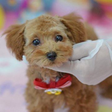 トイプードル(ティーカップ)【埼玉県・女の子・2024年9月23日・レッド】の写真「大きな目低いマズル★1月1日現在1,5kg小ぶり」