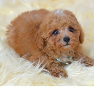 ミックス(トイプードル×ミックス)【埼玉県・男の子・2025年5月20日・アプリコット】の写真「マズル短め☆ドワーフタイプ☆7月20日現在800ｇ」