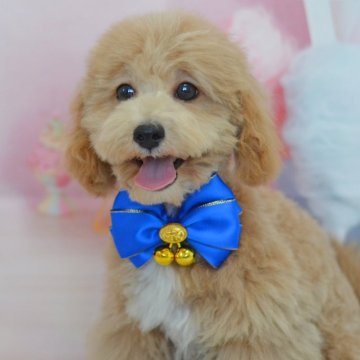 ミックス(トイプードル×ミックス)【埼玉県・男の子・2025年8月10日・アプリコット】の写真「たれ目☆ドワーフタイプ☆お留守番できます♪」