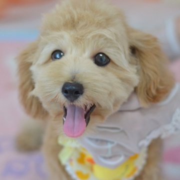 ミックス(トイプードル×ミックス)【埼玉県・男の子・2025年5月20日・アプリコット】の写真「元気いっぱいドワーフタイプ★現在2,5k」