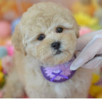 ミックス(トイプードル×ミックス)【埼玉県・男の子・2025年1月20日・アプリコット】の写真「短足☆ぬいぐるみ体型アンダーショット現在1,9kｇ」