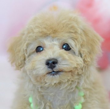 トイプードル(タイニー)【埼玉県・男の子・2024年11月5日・ホワイト】の写真「優しドワーフドワーフタイプ☆1月16日現在1,5k」