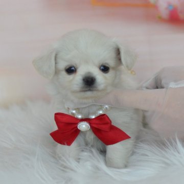 ミックス(トイプードル×ミックス)【埼玉県・男の子・2025年1月19日・ホワイト】の写真「マズル短め☆小さく成長中」