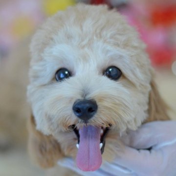 ミックス(トイプードル×ミックス)【埼玉県・男の子・2025年5月20日・アプリコット】の写真「可愛いクマ顔☆お留守番できます♪現在4ｋｇ」