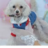 ティーカッププードル【埼玉県・女の子・2024年7月14日・ホワイト】の写真1「1月2日現在1,1kｇ」