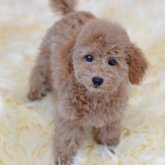 トイプードル(タイニー)