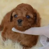 タイニープードル