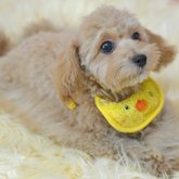 ミックス(トイプードル×ミックス)