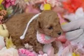 タイニープードル【埼玉県・女の子・2025年3月12日・アプリコット】の写真5