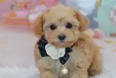 ミックス(トイプードル×ミックス)【埼玉県・男の子・2024年11月1日・クリーム】の写真5