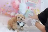 ミックス(トイプードル×ミックス)【埼玉県・男の子・2024年11月1日・クリーム】の写真6