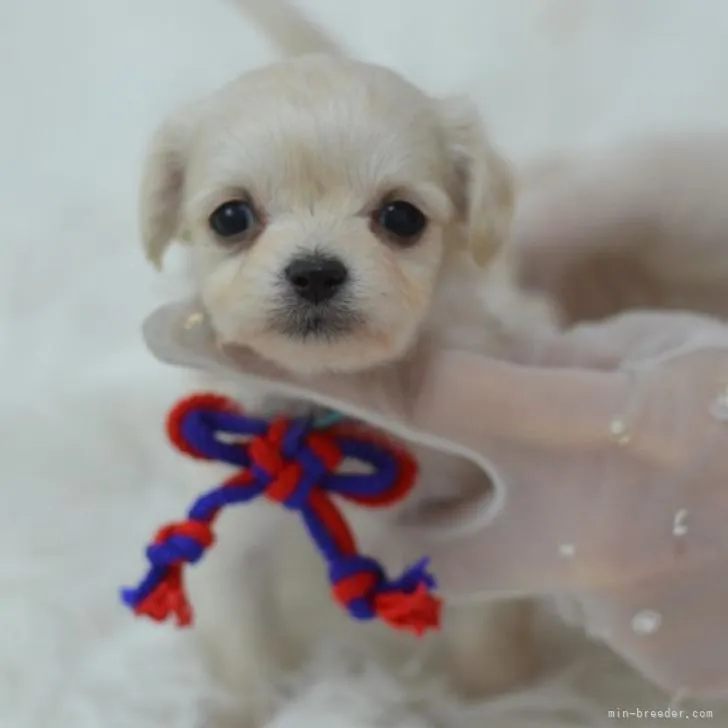 ID：2207-00507の子犬