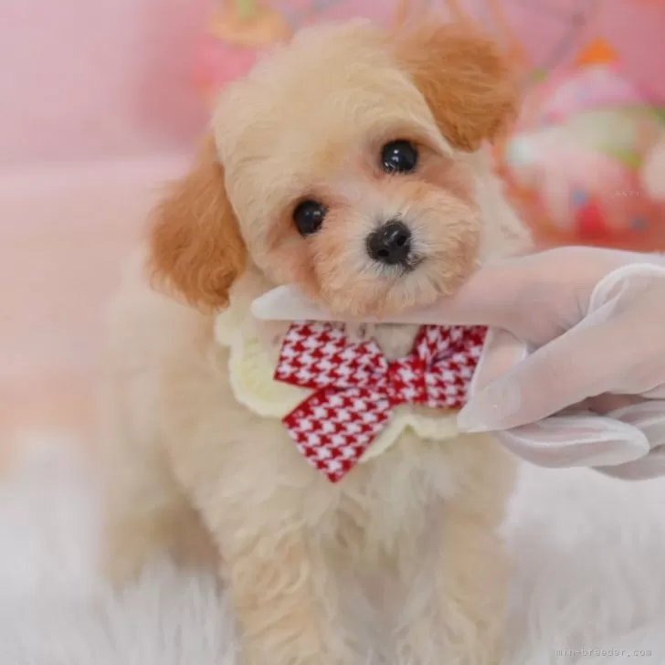 ID：2407-05735の子犬