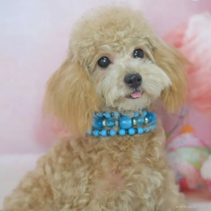 ID：2310-04359の子犬