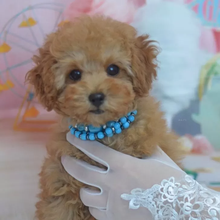 ID:2310-03484の子犬