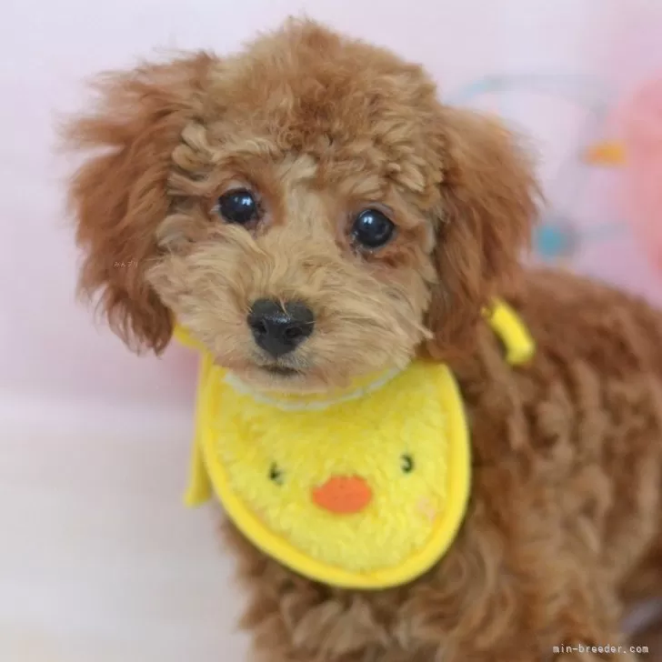 ID：2403-01322の子犬
