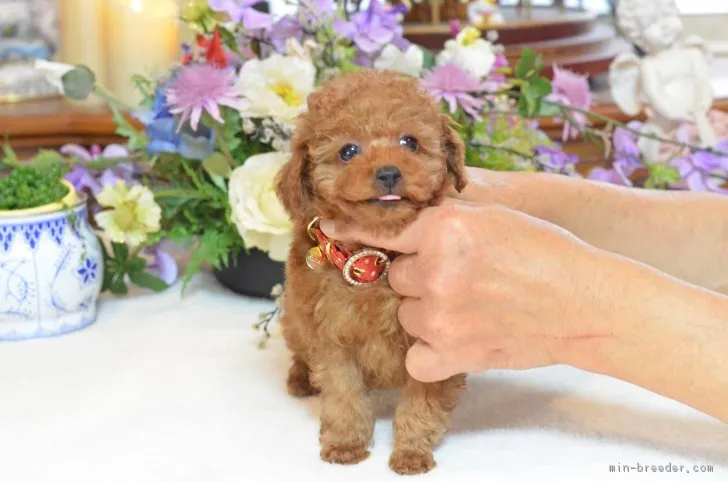 ID：1709-02346の子犬