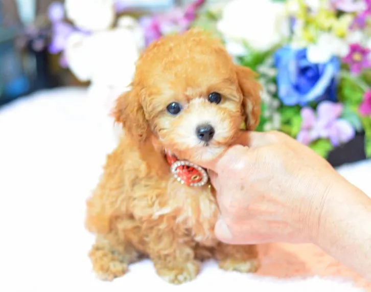 ID:1607-02014の子犬