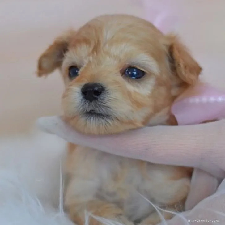 ID：2310-04550の子犬
