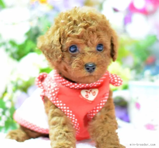 ID:1506-00319の子犬