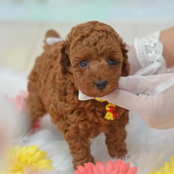 ＳＨ 様のお迎えした子犬