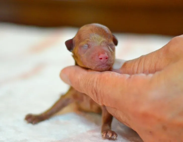 ID：1608-00323の子犬