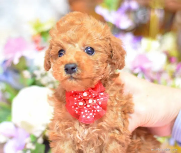 ID:1602-00271の子犬