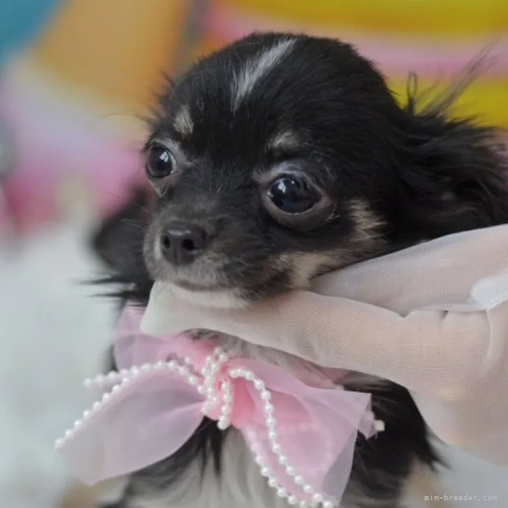 ID：2211-01251の子犬