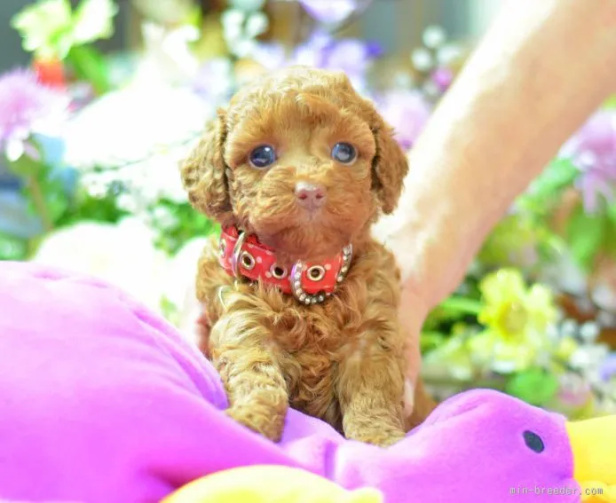 ID:1508-00759の子犬