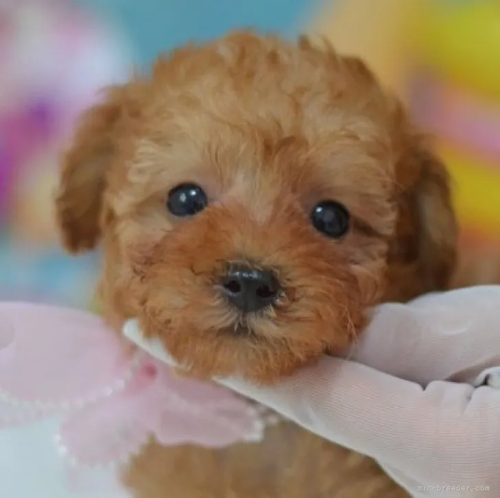 ID:2305-04040の子犬