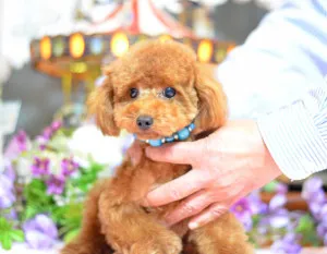 ID:1504-01277の子犬