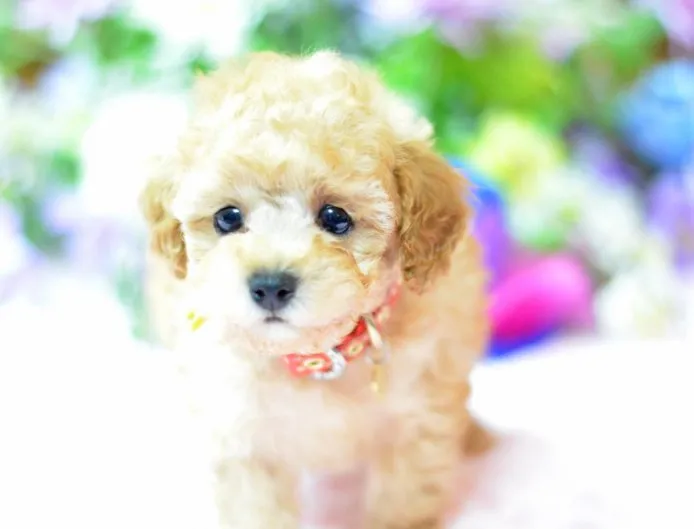 リッキー 様のお迎えした子犬