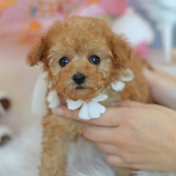 トイプードル(タイニー)【埼玉県・女の子・2024年3月3日・レッド】の写真「可愛いおめめが開きました☆小さな女の子♪」
