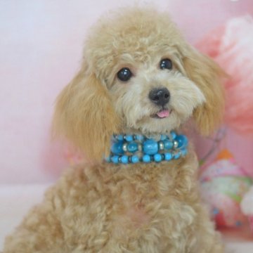 トイプードル(タイニー)【埼玉県・女の子・2023年9月21日・アプリコット】の写真「明るいレッド☆優しい眼差☆2,0kgほぼ確定」