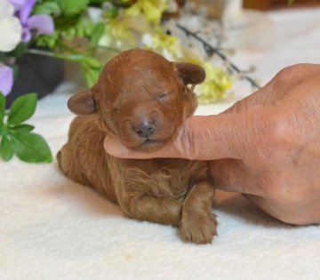 トイプードル(タイニー)【埼玉県・女の子・2017年11月25日・レッド】の写真「小さな女の子が生れました☆ＰＲＡクリア」