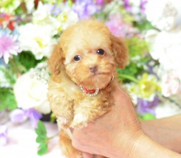 トイプードル(ティーカップ)【埼玉県・女の子・2015年7月31日・クリーム】の写真「カフェオレ・クリーム☆ＰＲＡクリア」