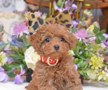 トイプードル(タイニー)【埼玉県・女の子・2016年11月24日・レッド】の写真「ティーカップ～小さ目タイニーサイズ予想ＰＲＡクリア」
