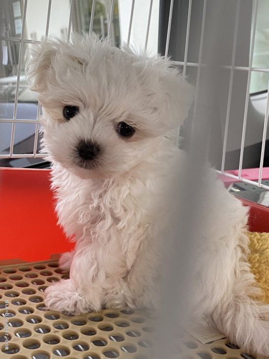 太田恵里花ブリーダーのブログ：オーナー様の所へ♡