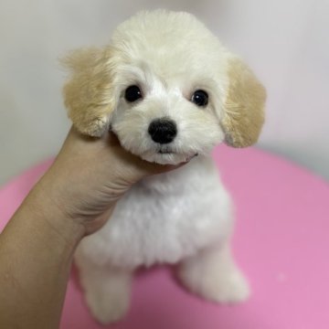 トイプードル(ティーカップ)【大阪府・男の子・2025年7月6日・ペールフォーン】の写真「可愛いクリーム色の男の子」