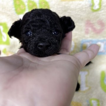 トイプードル(ティーカップ)【大阪府・男の子・2025年11月29日・ブラック】の写真「小さなブラックの男の子」