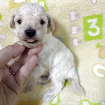トイプードル(タイニー)【大阪府・男の子・2025年11月16日・クリームホワイト】の写真「イケメンBOY」